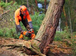 Best Stump Grinding and Removal  in Clinton, PA