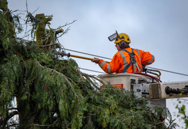 Clinton, PA Tree Care Company