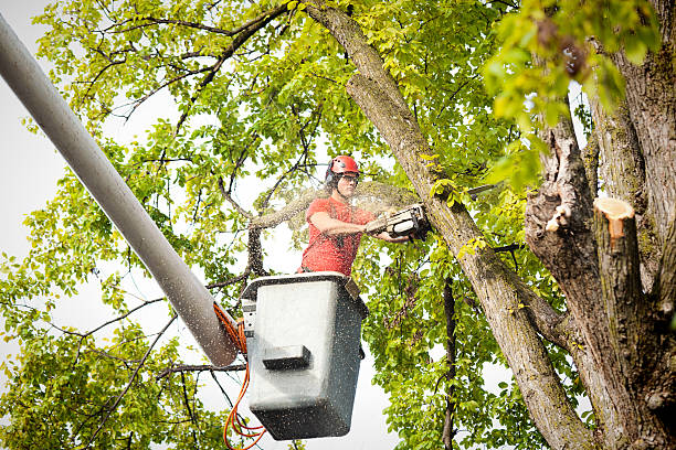 Reliable Clinton, PA Tree Care Solutions